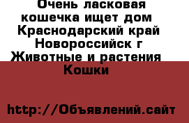 Очень ласковая кошечка ищет дом - Краснодарский край, Новороссийск г. Животные и растения » Кошки   